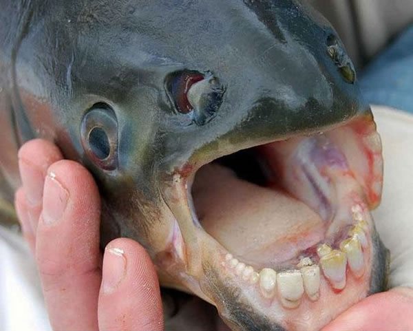 poisson-pacu-a-dents