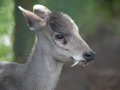 Elaphodus-cephalophus