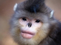 Michael-Jackson-singe-au-nez-retroussé
