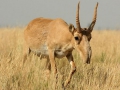 Saiga-tatarica