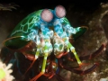 Stomatopoda