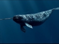 le-narval-licorne-mer