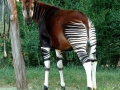 okapi