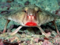 poisson-chauve-souris-aux-lèvres-rouges