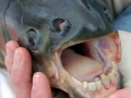 poisson-pacu-a-dents